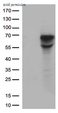 OriGene TA801940BM image 1
