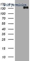 OriGene TA801949AM image 1
