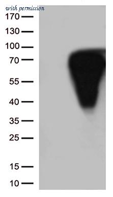 OriGene TA801973AM image 1
