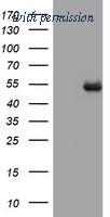 OriGene TA801998S image 1