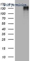 OriGene TA802037S image 1