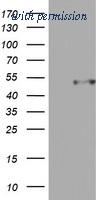 OriGene TA802061AM image 1
