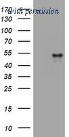 OriGene TA802065AM image 1