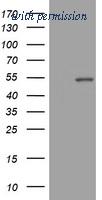 OriGene TA802067BM image 1