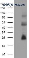 OriGene TA802079AM image 1