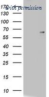 OriGene TA802083BM image 1