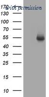 OriGene TA802096BM image 1