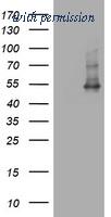 OriGene TA802127AM image 1