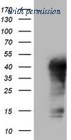 OriGene TA802183BM image 1
