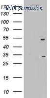 OriGene TA802185AM image 1