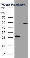 OriGene TA802187S image 1