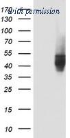 OriGene TA802194BM image 1