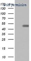 OriGene TA802199S image 1