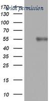 OriGene TA802200AM image 1