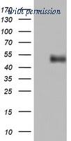 OriGene TA802226AM image 1