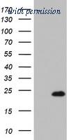 OriGene TA802229BM image 1
