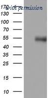 OriGene TA802240S image 1