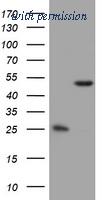 OriGene TA802243AM image 1