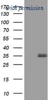 OriGene TA802284BM image 1