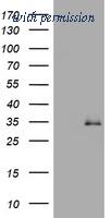 OriGene TA802287S image 1