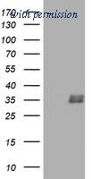 OriGene TA802288AM image 1