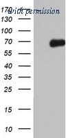 OriGene TA802316BM image 1