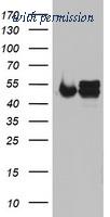 OriGene TA802325AM image 1