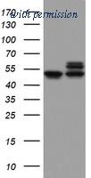 OriGene TA802340AM image 1