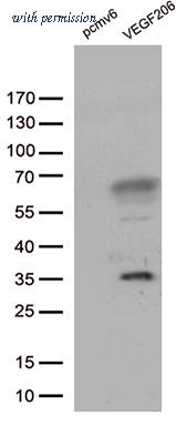 OriGene TA802346AM image 1