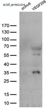 OriGene TA802347AM image 1
