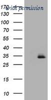 OriGene TA802353BM image 1