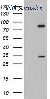 OriGene TA802372AM image 1