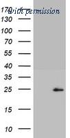 OriGene TA802376BM image 1