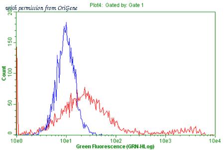 OriGene TA802401AM image 1