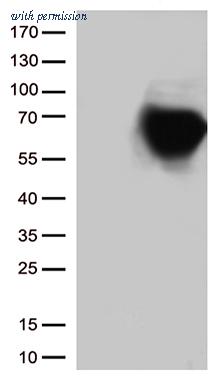 OriGene TA802402BM image 1