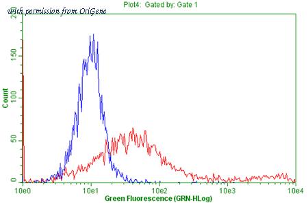 OriGene TA802403AM image 1