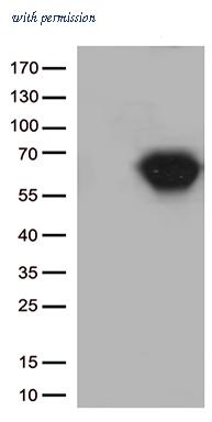 OriGene TA802404AM image 1