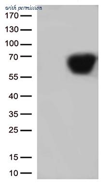OriGene TA802406S image 1