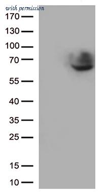 OriGene TA802407AM image 1