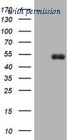 OriGene TA802408AM image 1