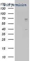 OriGene TA802411AM image 1