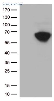 OriGene TA802412BM image 1
