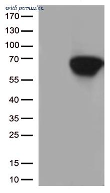 OriGene TA802414AM image 1