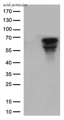 OriGene TA802427S image 1