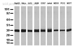 OriGene TA802519BM image 1