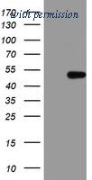 OriGene TA802523BM image 1
