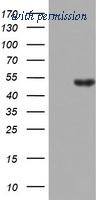 OriGene TA802554AM image 1