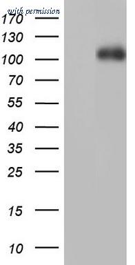 OriGene TA802555S image 1