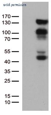 OriGene TA802560AM image 1