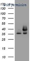 OriGene TA802563AM image 1